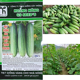 Mua HẠT GIỐNG DƯA CHUỘT NẾP THƠM GSA268 - gói 10gr