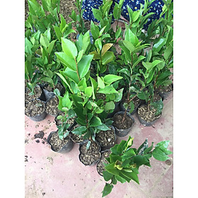 Mua CÂY HOA TRÀ MY TỨ QUÝ - RA HOA QUANH NĂM - CÂY GIỐNG SIÊU ĐẸP  GỬI ĐI NGUYÊN BẦU