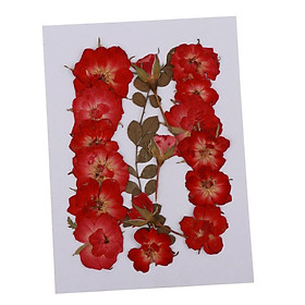 Pressed Real Dried Flowers Natural Plant Floral Decor for Phone Case Cards