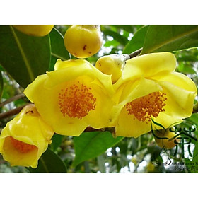 Mua Combo 5 cây trà hoa vàng