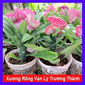 Mua Cây Xương Rồng Vạn Lý Trường Thành - cây cảnh để bàn + tặng phân bón cho cây