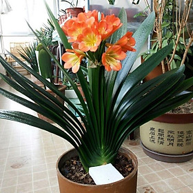Mua Cây Lan Quân Tử Mua 4 tặng 1 cây bất kì