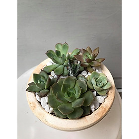 Sen đá mix chậu