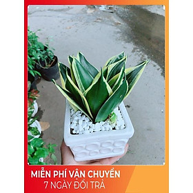 Chậu Lưỡi Hổ Thái Xanh