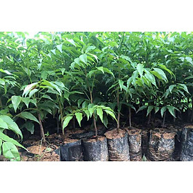 Mua combo 5 cây lim xanh  cây nguyên bầu chuẩn giống