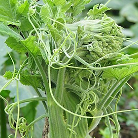 Mua Hạt Giống Bầu Siêu Ngọn Dễ Trồng