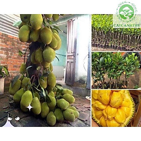 Cây mít tố nữ giống cao 1m