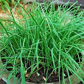 Mua Cây Hẹ - Chậu Rau Giống