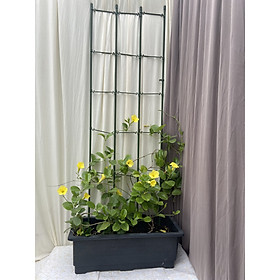 KHUNG HOA LEO XẾP GỌN - KHUNG TRỒNG CÂY ĐA NĂNG - Dùng làm khung giá đỡ cho hoa hồng leo, cây hoa leo tạo vẻ sang trọng tinh tế cho khu vườn