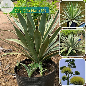 Cây Dứa nam Mỹ cây cao khoảng 20-30cm,cay mang lại may mắn cho gia chủ