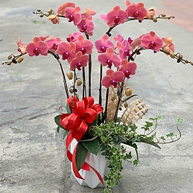 Chậu hoa Lan Hồ Điệp Đà Lạt - Mẫu 42 - Đường kính chậu 25 x cao 55 cm - Mầu Đỏ - Chậu hoa, cây cảnh tặng khai trương, tân gia