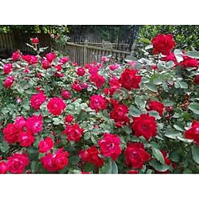 Mua COMBO 3 Hồng cổ Đỏ Huế -Hồng Quế Son CÂY PHÁT TRIỂN NHANH  HÀNG HIẾM