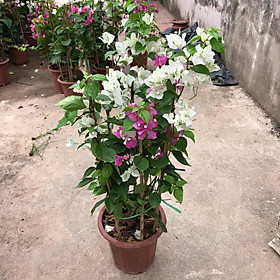 Cây hoa giấy Hai màu  -Không giao dc 19 tỉnh Miền Nam