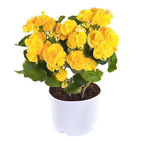 Thu Hải Đường Vàng
