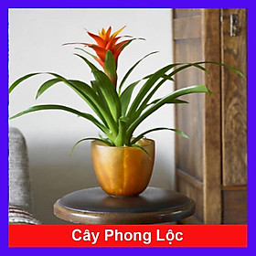 Mua Cây phong lộc - cây cảnh để bàn + tặng phân bón cho cây