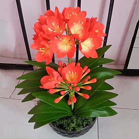 Mua CHẬU LAN QUÂN TỬ SIZE LƠN - HẰNG SĂP NỤ HOA CHƠI TẾT