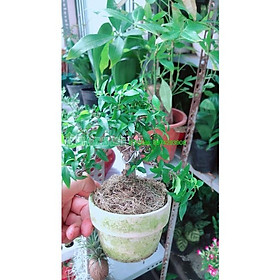 Mua Mai Chiếu Thuỷ Bonsai