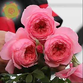 Mua Cây hoa hồng ngoại Lady Heirloom Nhật (bụi) cực sai hoa - Hoa hồng Thăng Long Flower