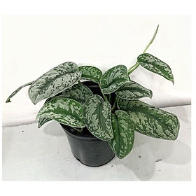 Cây Trầu Bà Lụa để bàn
