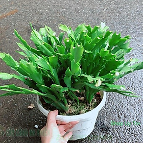 Mua Chậu Hoa Quỳnh