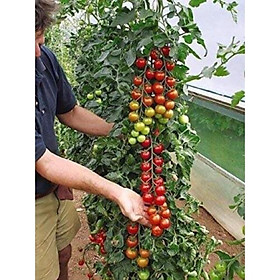 Mua Hạt giống cà chua chuỗi ngọc