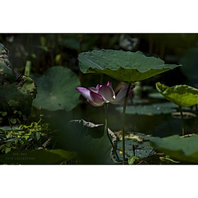 Mua Tranh canvas hoa Sen treo phòng khách ST-00237