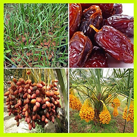Cây giống chà là trồng ăn quả hay làm cảnh đều được.