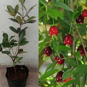 Mua Hạt giống cây ăn trái chery -gói 10 hạt