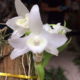 Mua Phong lan trầm trắng hàng đài