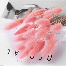 Mua Hoa khô Cỏ đuôi thỏ trang trí décor bàn làm việc  phòng ngủ  chụp hình phong cách Bắc Âu