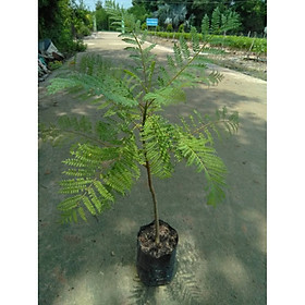 Mua Cây hoa phượng tím