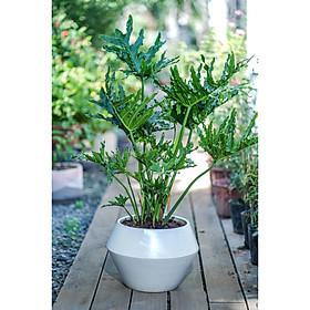 Trầu Bà Thanh Xuân - Cỡ Cây Trung Bình