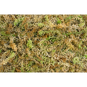500 gram dớn mềm trồng lan