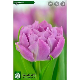 Bộ 5 củ giống hoa tulip hoa tulip kép hoa màu tím nhạt Double Price
