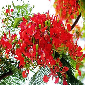 CÂY GIỐNG HOA PHƯỢNG ĐỎ, CÂY NHỎ