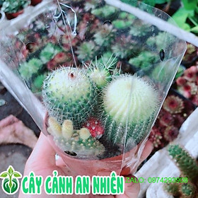 Mua Bụi Xương Rồng