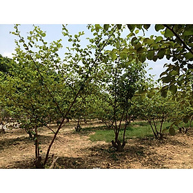 Mua Giống Cây Táo Đại