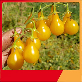 Mua Hạt Giống Cà Chua Lê Vàng - Nảy Mầm Cực Chuẩn