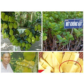 Mít không hạt khổng lồ dòng F1