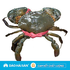 Cua Thịt Cà Mau Sống (1.1 Kg)