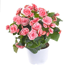 Thu Hải Đường Hồng