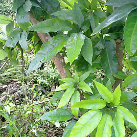 Mua 1kg lá lằng lá đắng tươi 60k