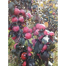 CÂY GIỐNG MẬN TÍM MEXICO