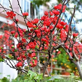 Mua Mai đỏ siêu  nụ.  Cam  kết  nở nụ  nhé