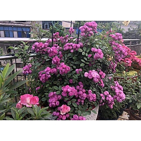 Hoa hồng ngoại Vineyard Song - Hoa hồng nguyên bản nhập ngoại