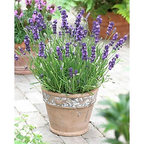 Hạt Giống Hoa Lavender  - Hoa Đẹp- Nảy Mầm Tốt - Cây Cảnh - Cây Phong Thủy - Cây Để Bàn- Cây Văn Phòng - Mộc Miên Garden