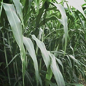 Hạt giống cỏ ngọt chăn nuôi - gói 100g