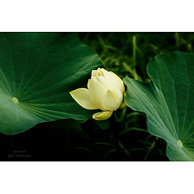 Mua Tranh canvas hoa Sen treo phòng khách ST-00522