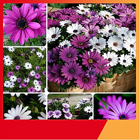 Mua Hạt Giống Hoa Cúc Châu Phi - Nảy Mầm Cực Chuẩn