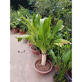 Mua Cây lá náng chưa bong gân to 40-60cm